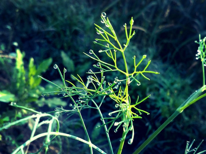 grass