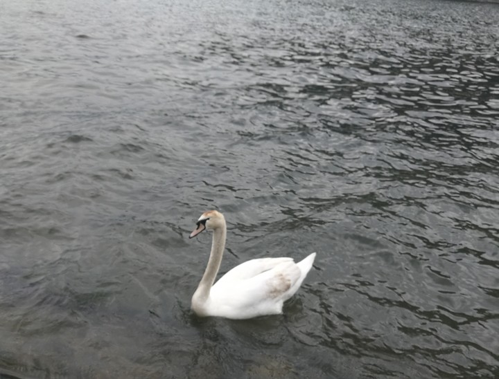 Il cigno
