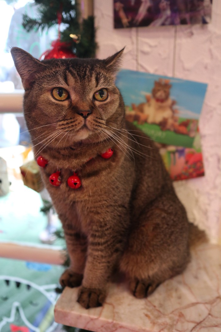 cat
