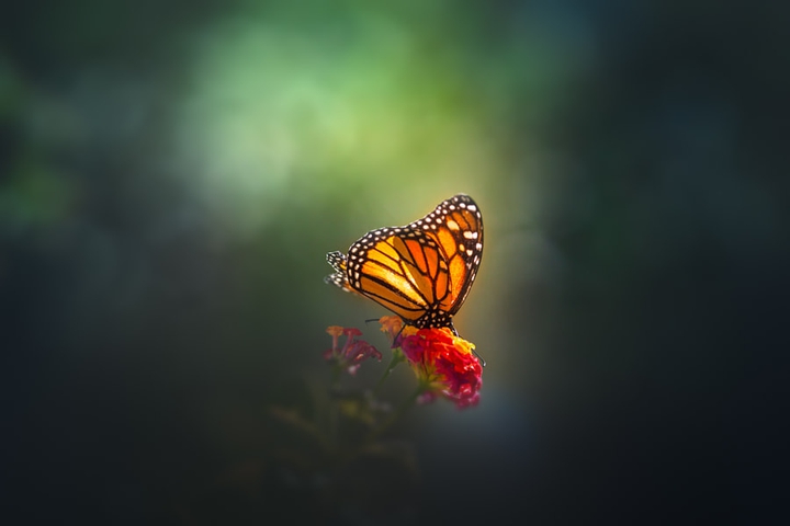 butterfly