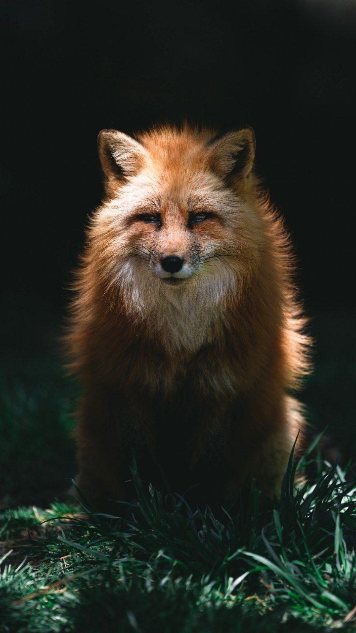 fox
