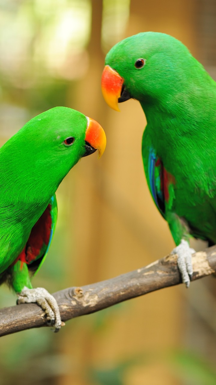 parrot
