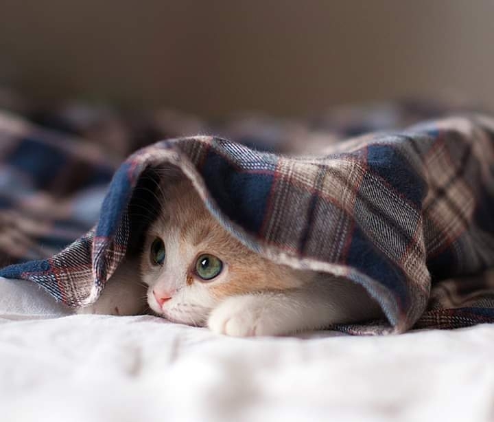 gato