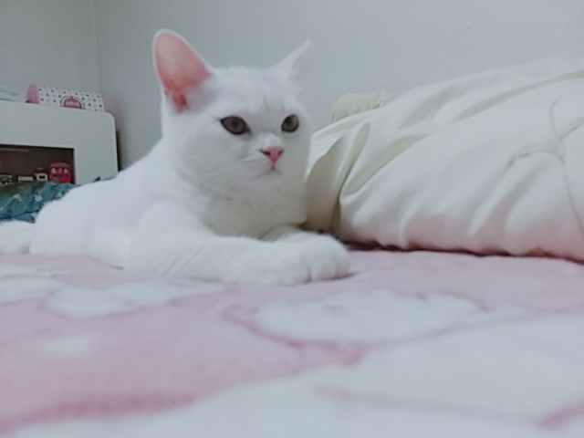 냥아~~♡