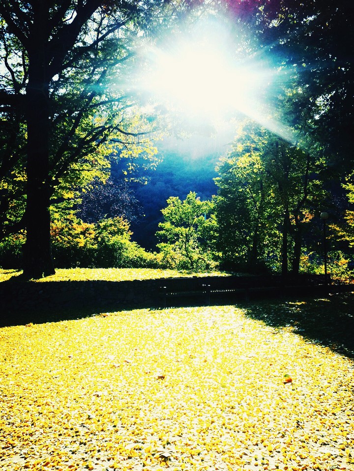 The sunshine of the garden