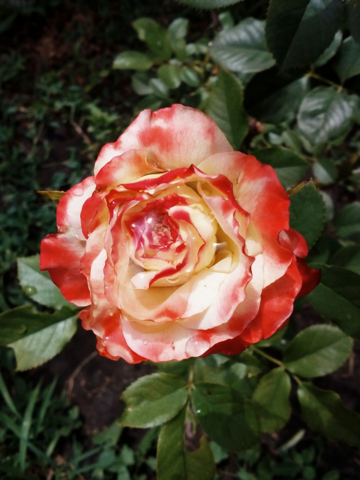 Rose