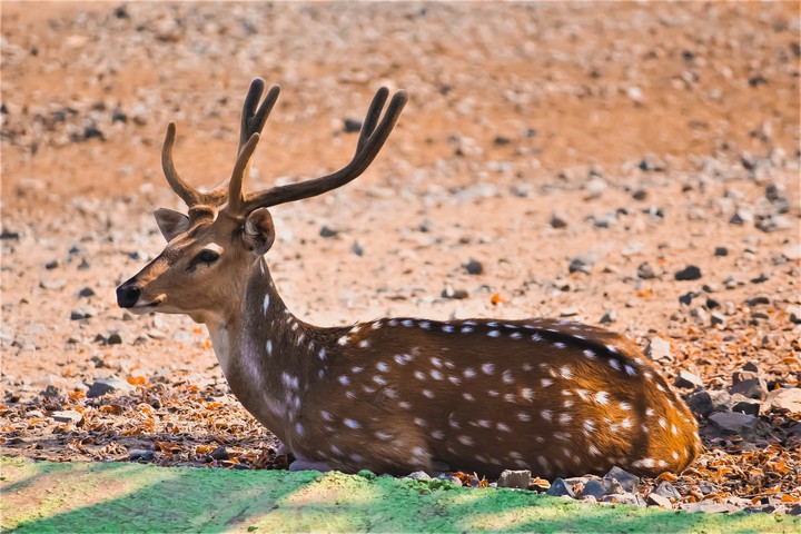 Chital Deer