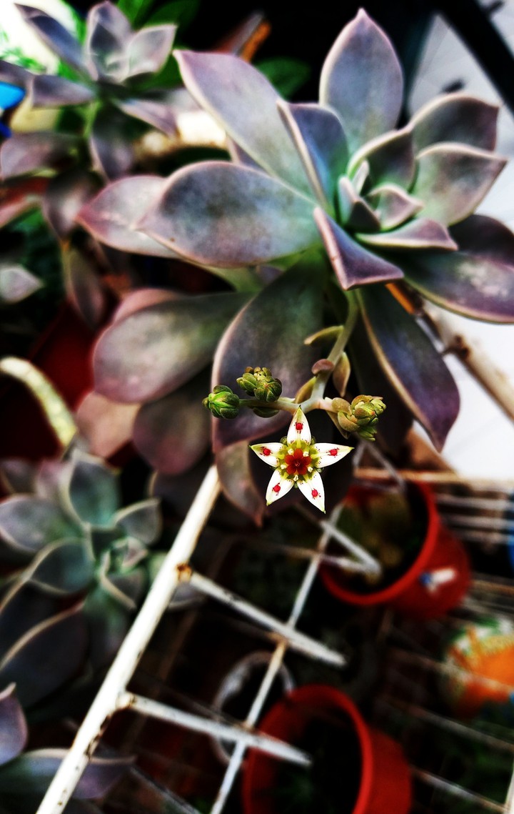 Graptopetalum paraguayense