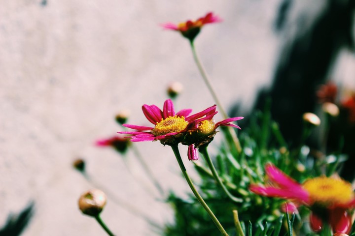 flowers