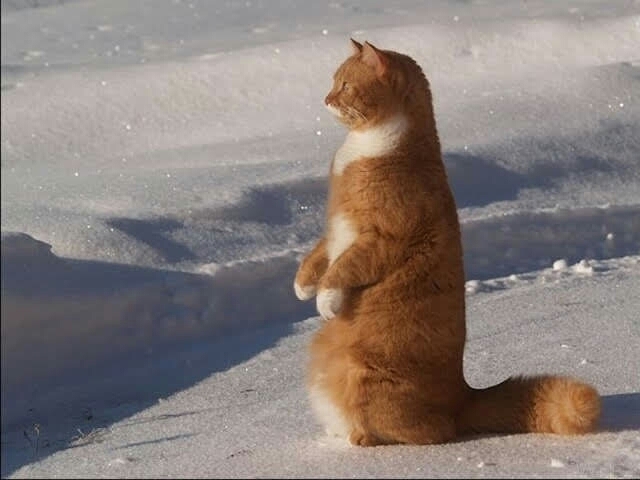 кот