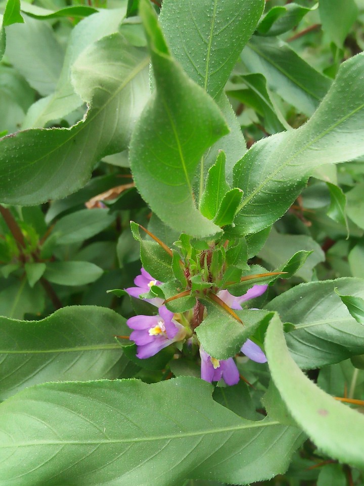 sonujai