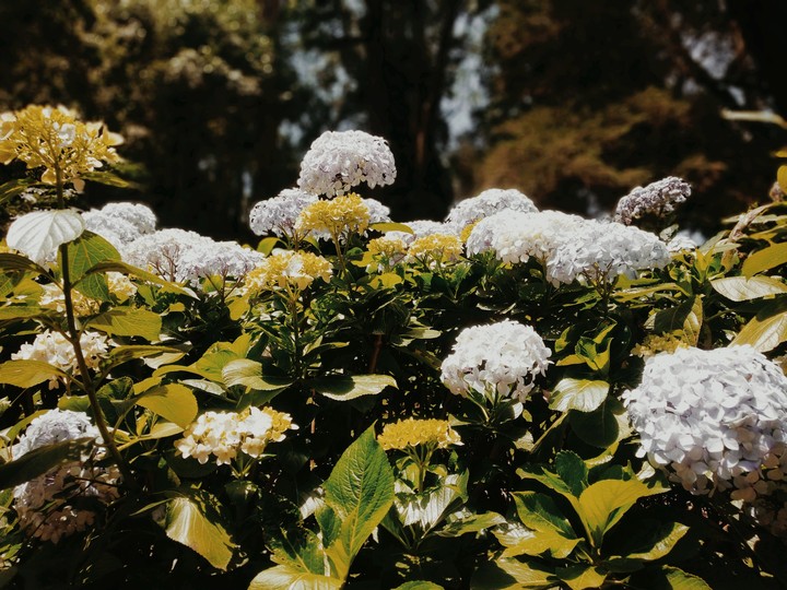 flowers