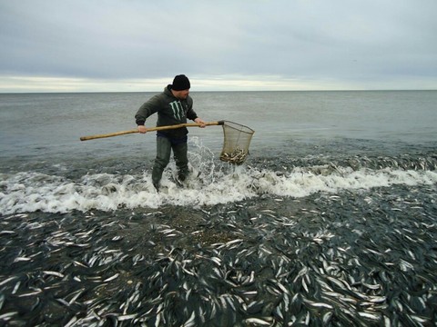 Fisher