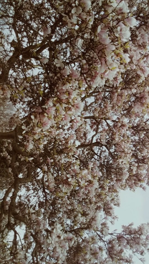 dreamy blossoms