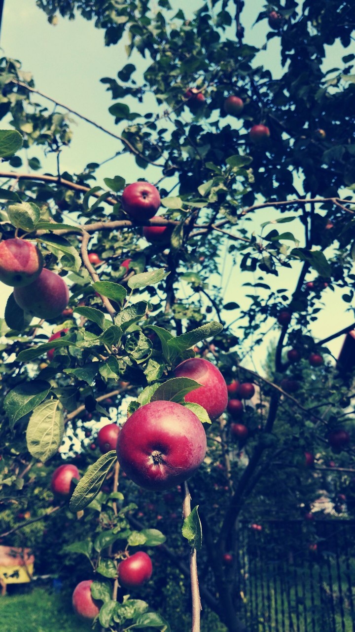 red apple