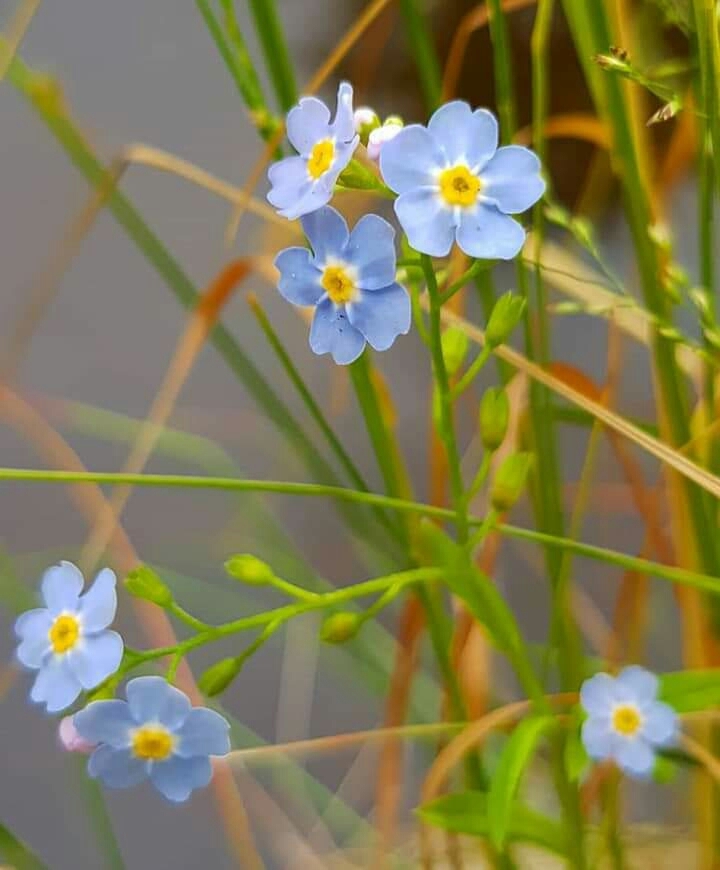 Forget Me Not