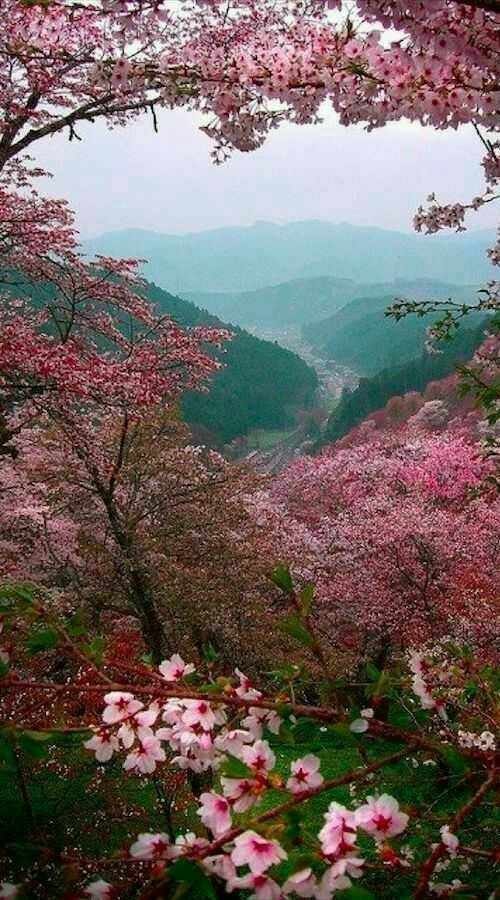 cherryblossoms