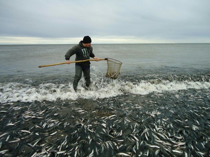 Fisher
