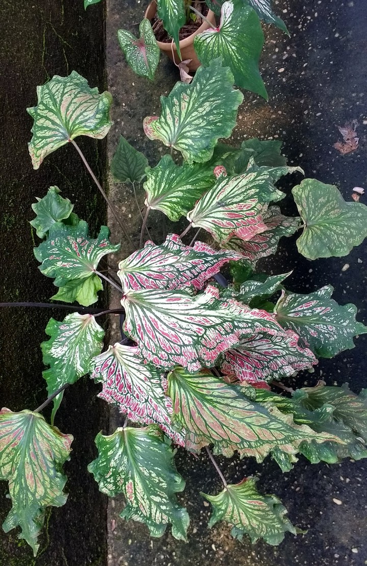 Caladium