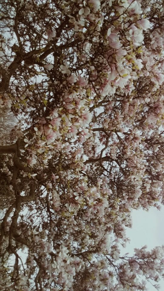 dreamy blossoms