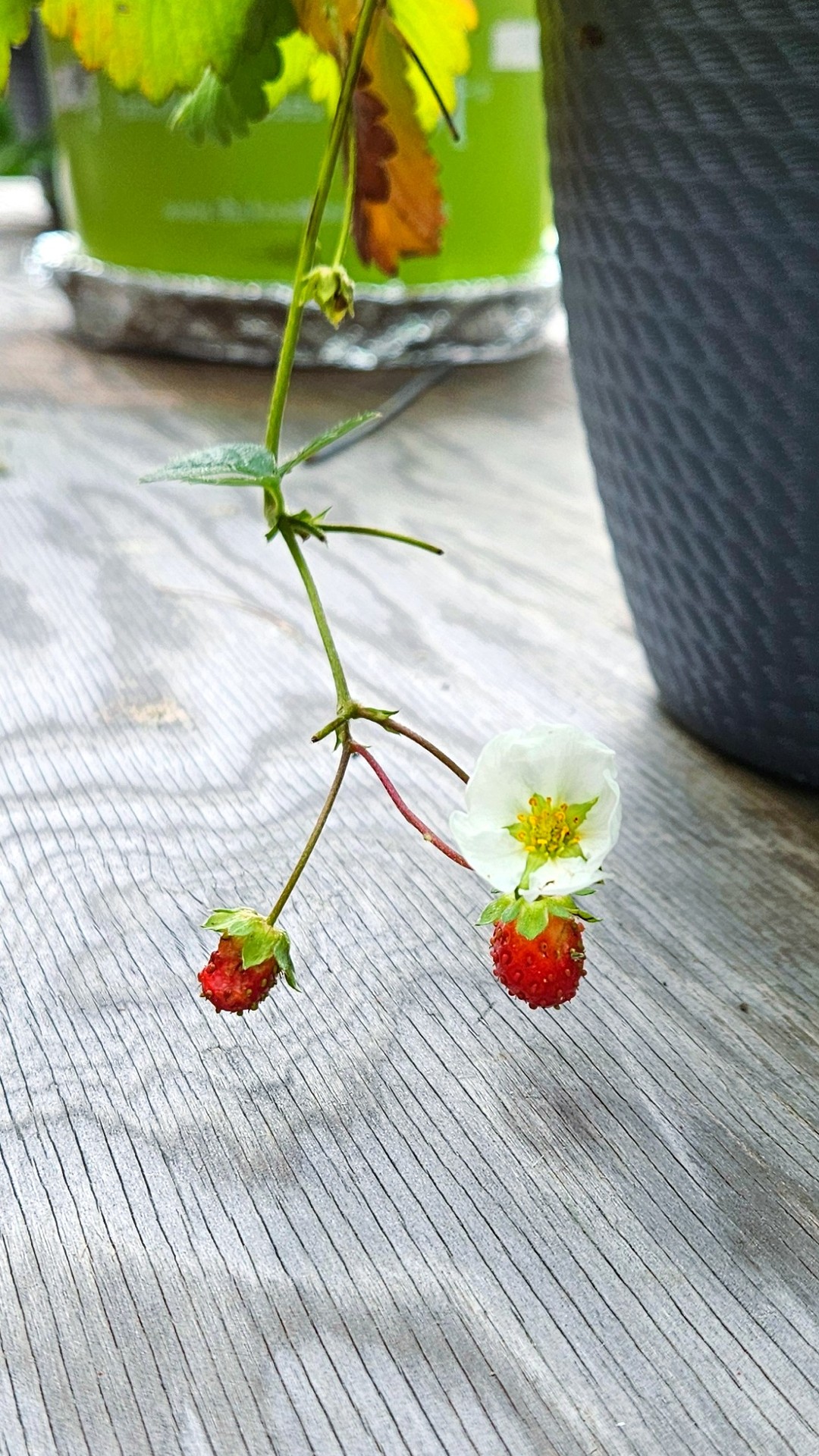 STRAWBERRIES, ? A FAVORITE!