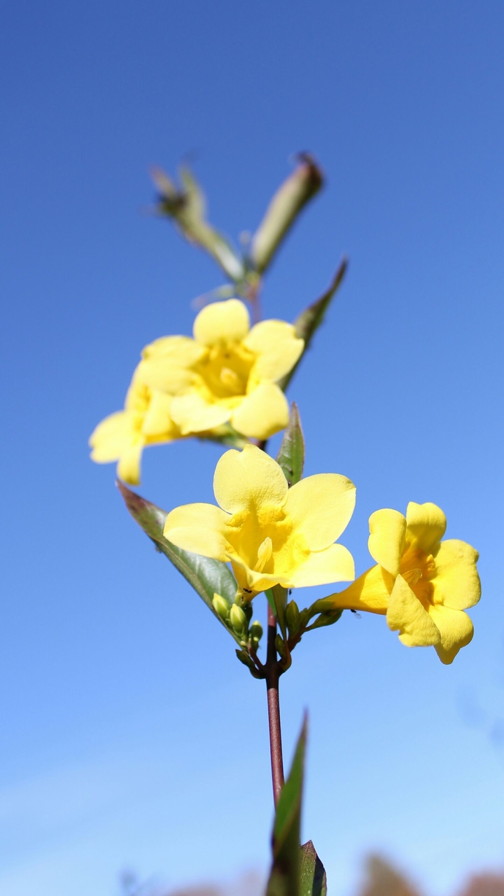 Jasmine