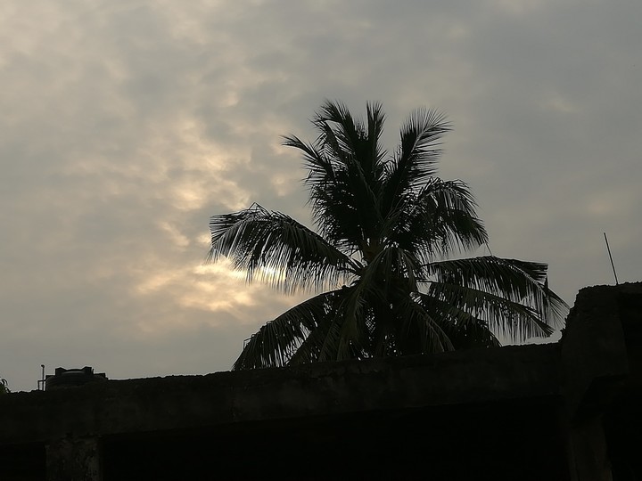 coconut tree is a must of any sunset 