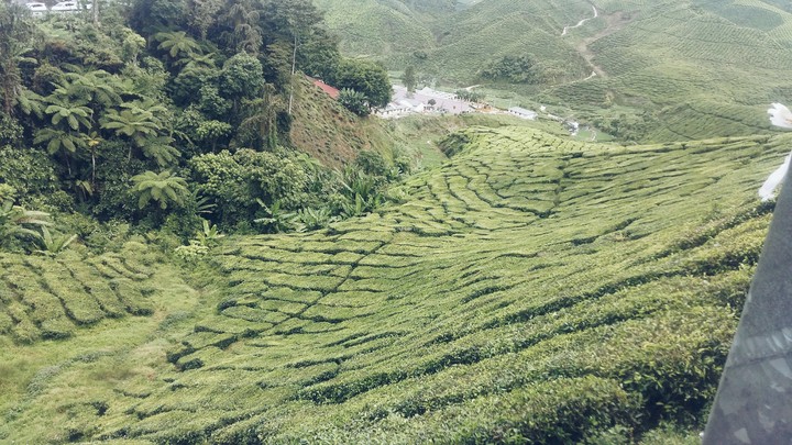cameron highlands