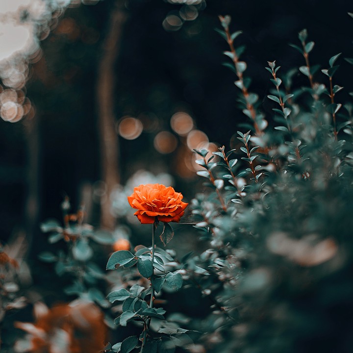 Rose