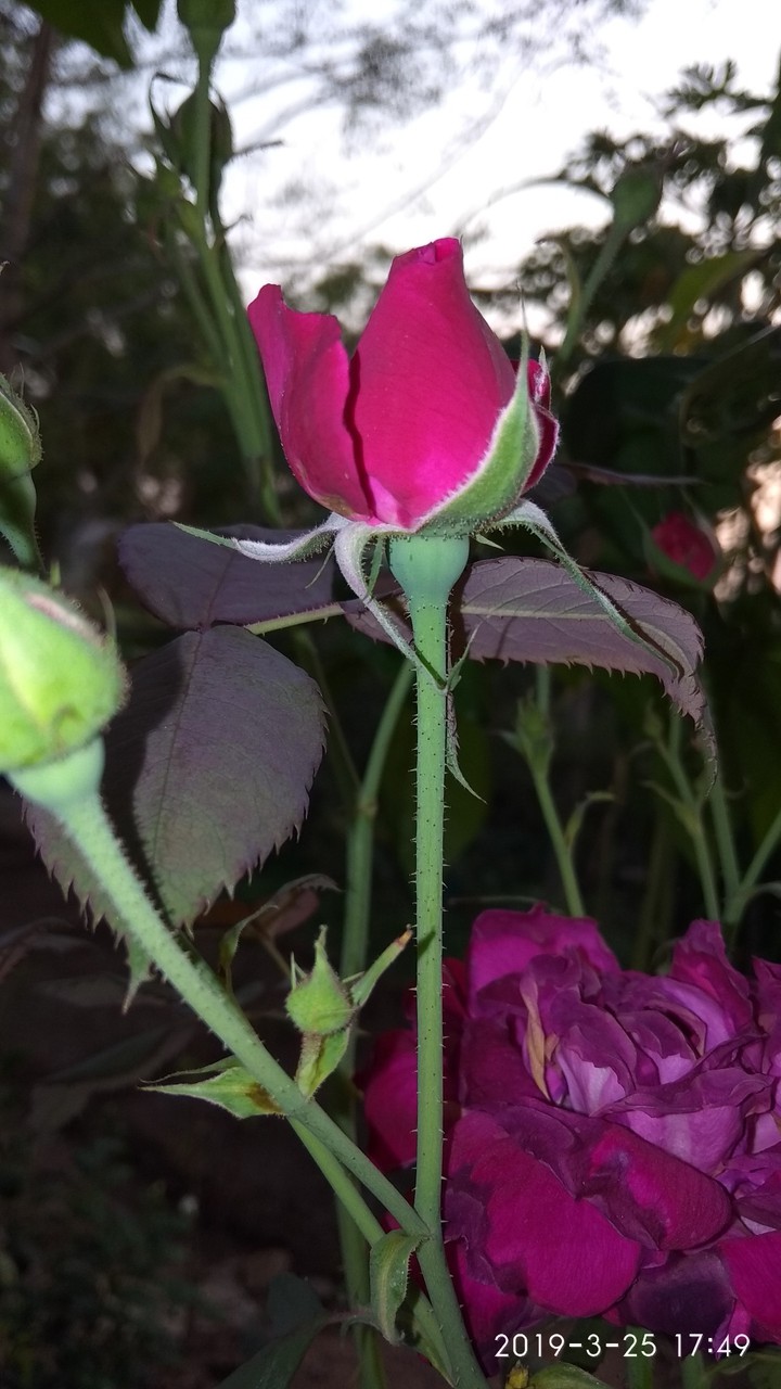 flower