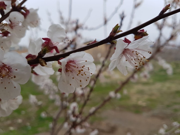 شکوفه