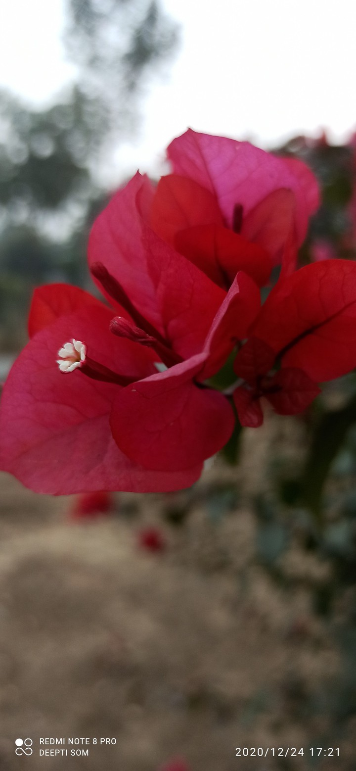 Bougainville