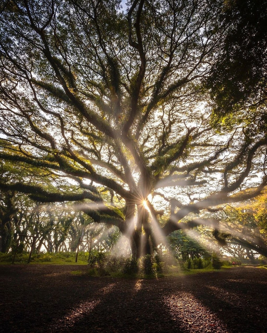sfondi branch, twig