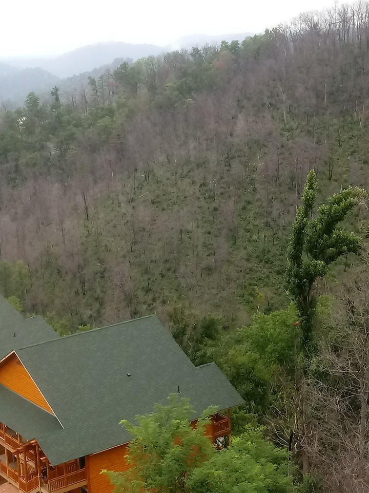 Burned Trees