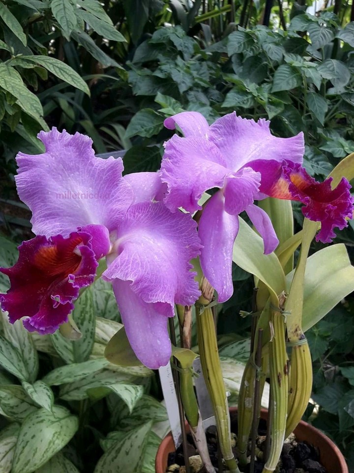 Orchid