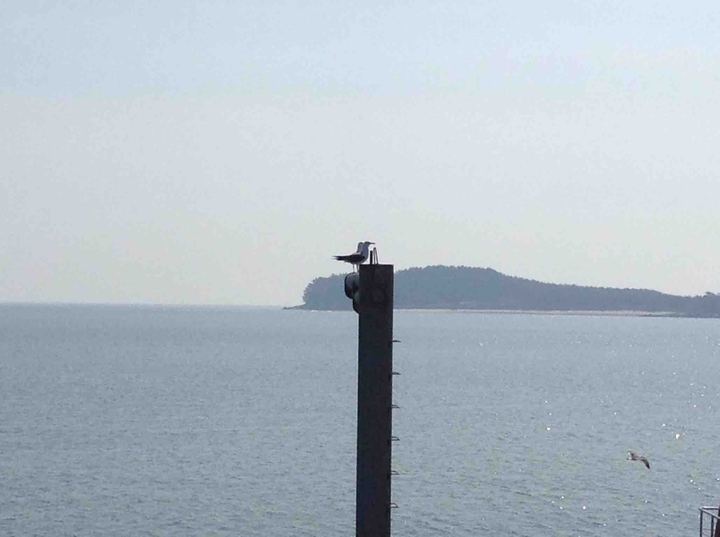#새#bird