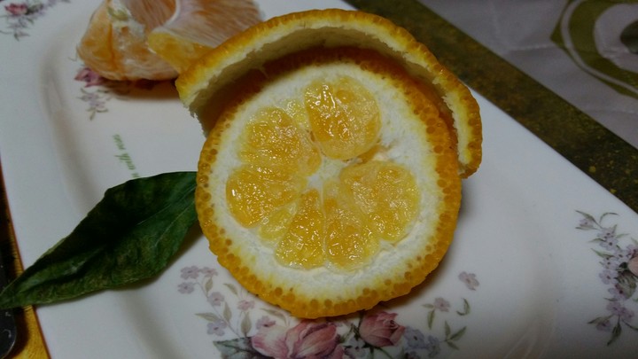 새싹 한라봉