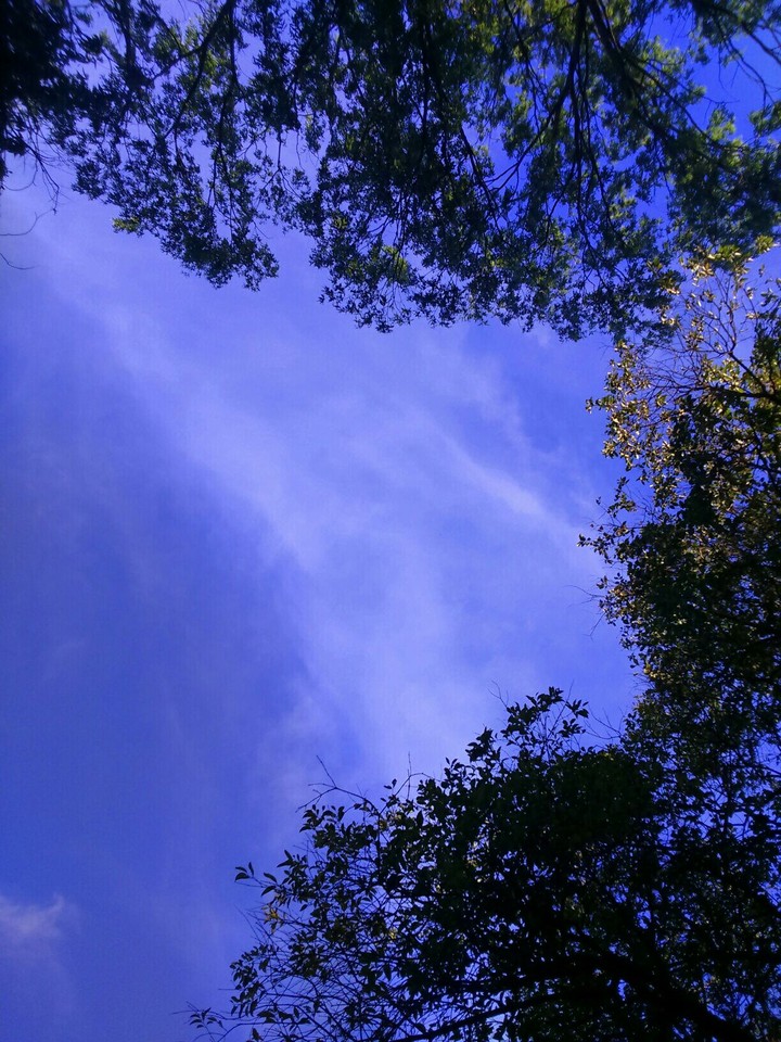 forest