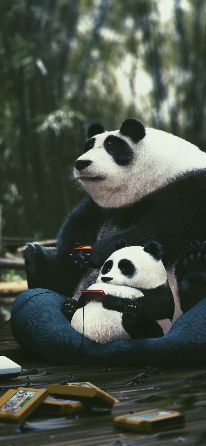 Panda Love