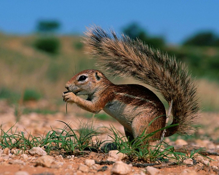 squirrel