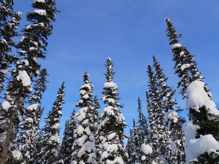 snow forest