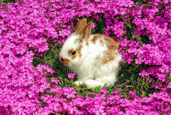 rabbit