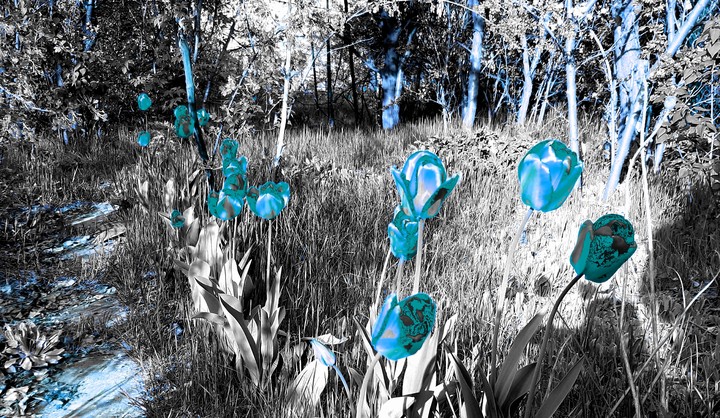 Ocean Tulip