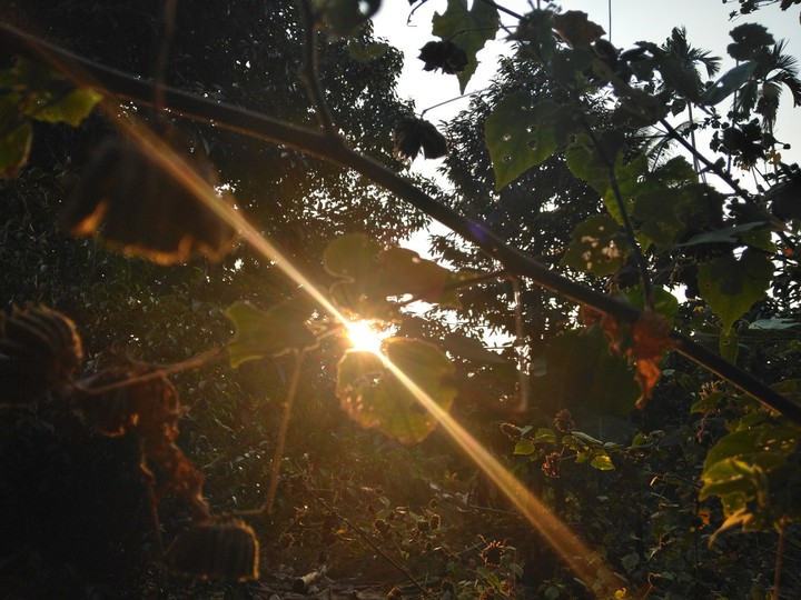 sunlight