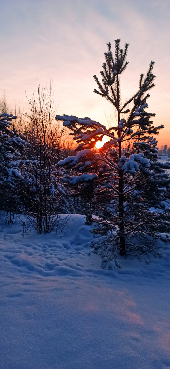 Закат в лесу