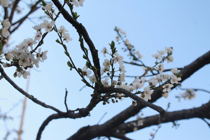 spring