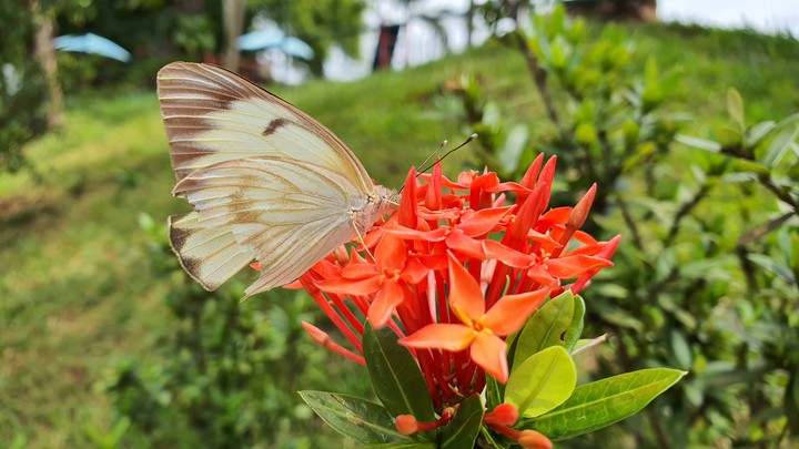 borboleta