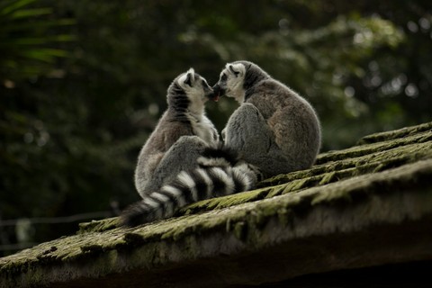 шпалери wildlife, claw
