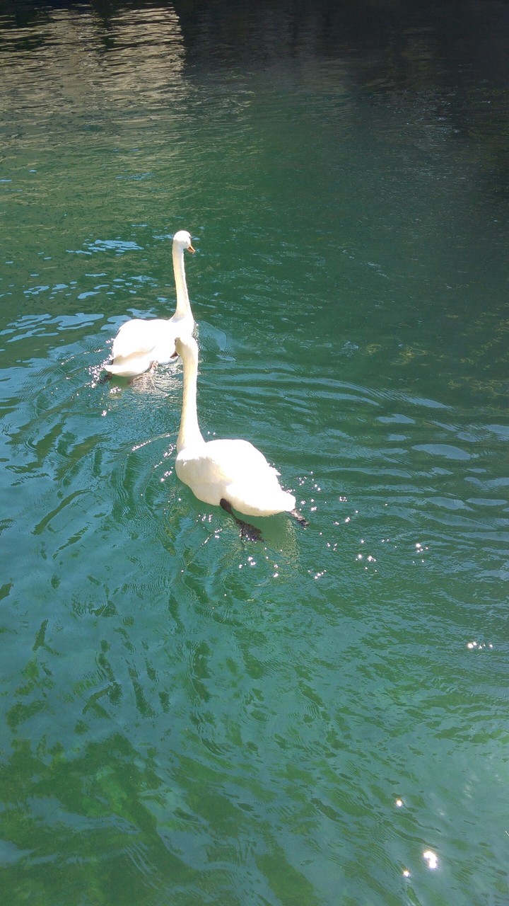 lago