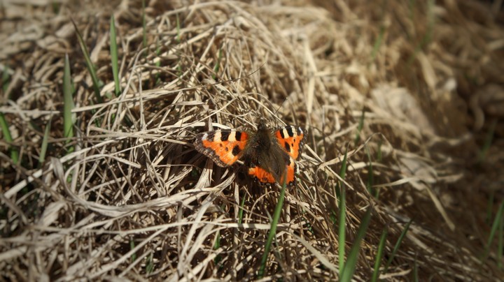 butterfly